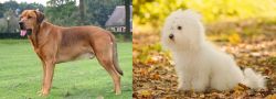 Broholmer vs Bichon Bolognese - Breed Comparison