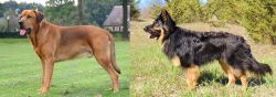 Broholmer vs Bohemian Shepherd - Breed Comparison