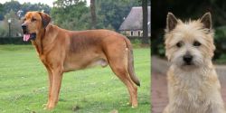 Broholmer vs Cairn Terrier - Breed Comparison