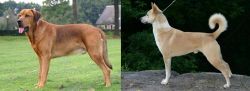 Broholmer vs Canaan Dog - Breed Comparison