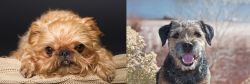Brug vs Border Terrier - Breed Comparison