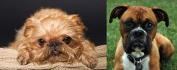 Brug vs Boxer - Breed Comparison