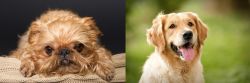 Brug vs Golden Retriever - Breed Comparison
