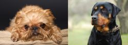 Brug vs Rottweiler - Breed Comparison