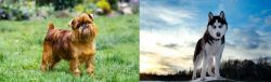 Brussels Griffon vs Alaskan Husky - Breed Comparison