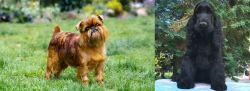 Brussels Griffon vs American Cocker Spaniel - Breed Comparison