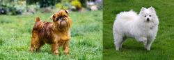 Brussels Griffon vs American Eskimo Dog - Breed Comparison