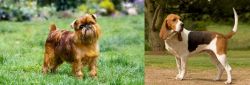 Brussels Griffon vs Artois Hound - Breed Comparison