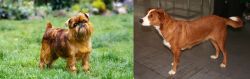 Brussels Griffon vs Austrian Pinscher - Breed Comparison