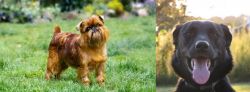 Brussels Griffon vs Borador - Breed Comparison
