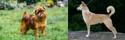 Brussels Griffon vs Canaan Dog - Breed Comparison