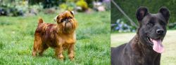 Brussels Griffon vs Cao Fila de Sao Miguel - Breed Comparison