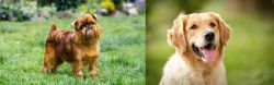 Brussels Griffon vs Golden Retriever - Breed Comparison