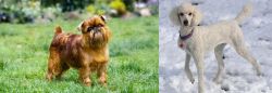 Brussels Griffon vs Poodle - Breed Comparison