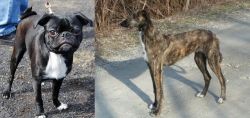 Bugg vs American Staghound - Breed Comparison