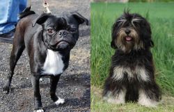 Bugg vs Cao da Serra de Aires - Breed Comparison