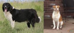 Bulgarian Shepherd vs Alapaha Blue Blood Bulldog - Breed Comparison