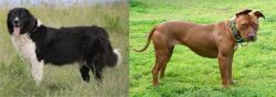 Bulgarian Shepherd vs American Pit Bull Terrier - Breed Comparison