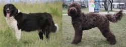 Bulgarian Shepherd vs Barbet - Breed Comparison