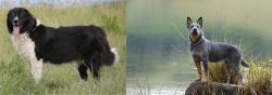 Bulgarian Shepherd vs Blue Healer - Breed Comparison