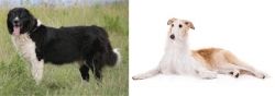 Bulgarian Shepherd vs Borzoi - Breed Comparison