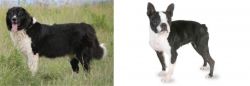 Bulgarian Shepherd vs Boston Terrier - Breed Comparison