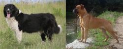 Bulgarian Shepherd vs Bullmastiff - Breed Comparison