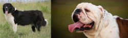 Bulgarian Shepherd vs English Bulldog - Breed Comparison