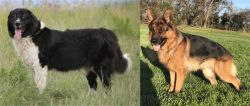 Bulgarian Shepherd vs German Shepherd - Breed Comparison