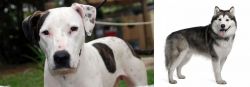 Bull Arab vs Alaskan Malamute - Breed Comparison