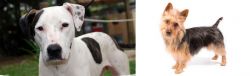 Bull Arab vs Australian Terrier - Breed Comparison