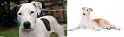 Bull Arab vs Borzoi - Breed Comparison