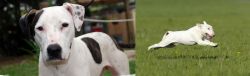 Bull Arab vs Bull Terrier - Breed Comparison