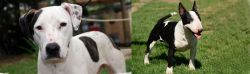 Bull Arab vs Bull Terrier Miniature - Breed Comparison