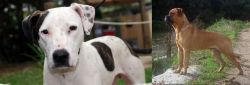 Bull Arab vs Bullmastiff - Breed Comparison