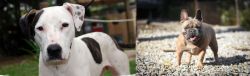 Bull Arab vs French Bulldog - Breed Comparison