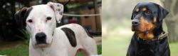 Bull Arab vs Rottweiler - Breed Comparison