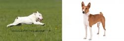 Bull Terrier vs Basenji - Breed Comparison