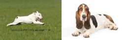 Bull Terrier vs Basset Hound - Breed Comparison