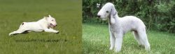 Bull Terrier vs Bedlington Terrier - Breed Comparison