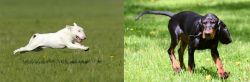 Bull Terrier vs Black and Tan Coonhound - Breed Comparison