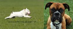 Bull Terrier vs Boxer - Breed Comparison