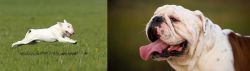 Bull Terrier vs English Bulldog - Breed Comparison