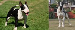 Bull Terrier Miniature vs Alangu Mastiff - Breed Comparison
