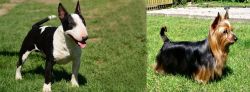 Bull Terrier Miniature vs Australian Silky Terrier - Breed Comparison