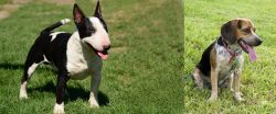 Bull Terrier Miniature vs Bluetick Beagle - Breed Comparison