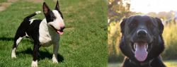 Bull Terrier Miniature vs Borador - Breed Comparison