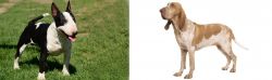 Bull Terrier Miniature vs Bracco Italiano - Breed Comparison