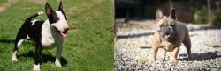 Bull Terrier Miniature vs French Bulldog - Breed Comparison