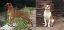 Bullmastiff vs Alapaha Blue Blood Bulldog - Breed Comparison